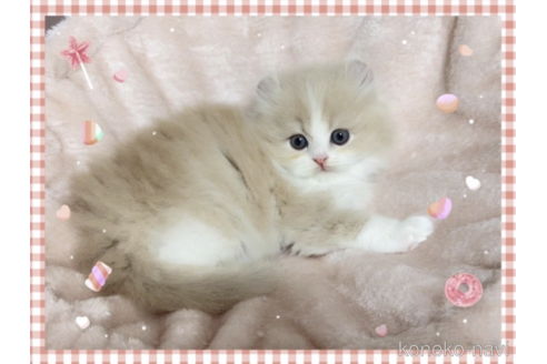 成約済の愛媛県のミヌエット-71142の1枚目